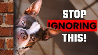 10 Things Your Dog Is Trying to Tell You – And You’re Not Noticing!