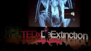 How we brought the condor back from the brink | Michael Mace | TEDxDeExtinction