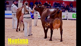 Vieux Village Gentleman Montana- Winning 4yr Old Ayrshire at the Royal 2024