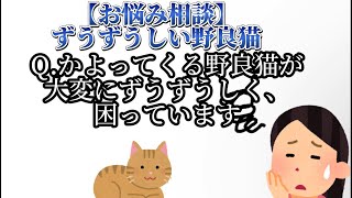 【ほのぼの】図々しい野良猫に困っています