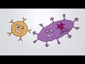 how our spear t cells work