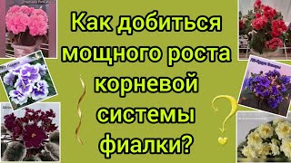 Рассказываю чем полить детки, стартёры и взрослые фиалки чтобы у них были мощные корни!