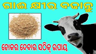 ଚୋକଡ ଦେବାର ସଠିକ ପ୍ରଣାଳୀ||ଗାଈ କୁ ଚୋକଡ କିପରି ଦେବେ||Increase Cow Milk||Odisha Farmer