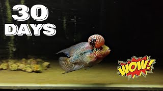 30 days of Grooming my Flowerhorn