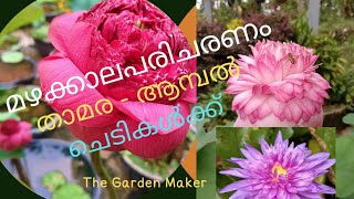 How to take care Lotus and Water Lilies during rainy season | താമര - ആമ്പൽ - മഴക്കാല പരിചരണം എങ്ങനെ?