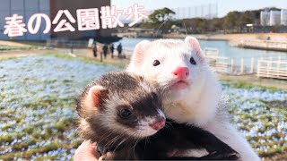 【フェレット散歩】綺麗なお花がいっぱい春の公園散歩【Flower garden park Ⅰ】ferret#152