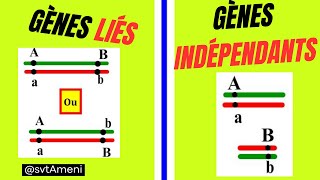 Comment faire la différence entre gènes liés et gènes indépendants?