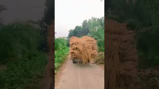 ঐতিহ্যবাহী গরুরগাড়ি  #shortsvideo #jessore #minivlog #যশোর #গরুরগাড়ি #reels #ytshorts #shortsvideo