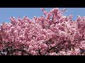 早咲き桜 白野江植物公園 北九州 散歩 early blooming cherry blossoms walking tour 河津桜