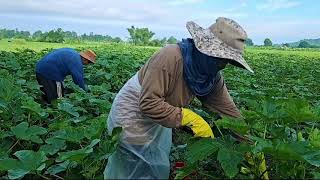 PAGHAHARVEST NG OKRA,  ANG LOW MAINTENANCE NA TANIM NA PINAGKAKAKITAAN/ BUHAY BUKID