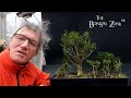 My Boxwood Forest, The Bonsai Zone, Dec 2023