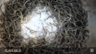 A bucket of squirming glass eels