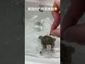 看到吃的很激動 烏龜 turtle 澤龜 鑽紋龜 emydidae love cute malaclemys 小花 水龜