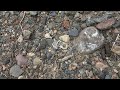 unboxing trial and review of the minelab gofind 22 at abandoned uranium mine