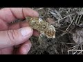 unboxing trial and review of the minelab gofind 22 at abandoned uranium mine