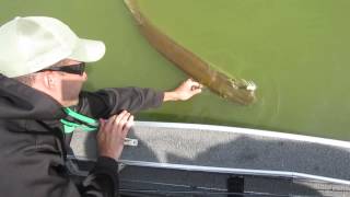 Monster 4ft Chautauqua Lake Muskie