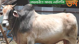 কোরবানির হাট কাঁপাতে আসছে নরসিংদীর ডন। qurbani 2020