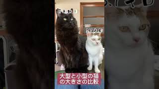 大型猫と小柄な猫の、大きさの違い　猫のサイズ比較　元野良　保護