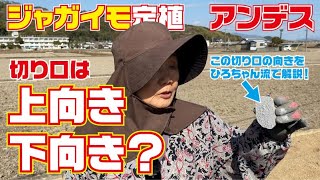 ジャガイモの切り口は上？下？どっちが正解？【ジャガイモ】【定植】【キタアカリ】【赤アンデス】【育て方】【栽培方法】