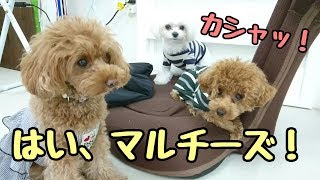 はい、マルチーズ！カシャッ ★トイプードル・柴犬・アメコー・パピヨン★ 10月14日