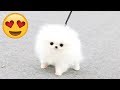 CUTE PUPPIES - Cute Puppy Videos Compilation And Funny Puppies [CUTENESS OVERLOAD]