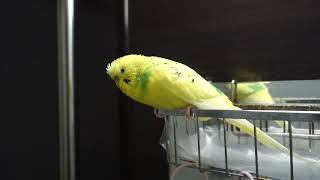 海の日にバスルームで活舌訓練するセキセイインコ、チャッピー　Chappie the budgie trains his tongue in the bathroom on The Sea Day