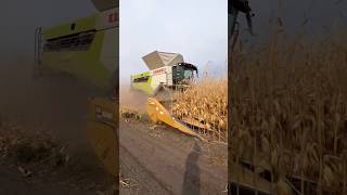 HIGH SPEED! Harvesting Corn @beavercreekfarmsltd2594 #claas #harvest24 #corn #farming #agriculture