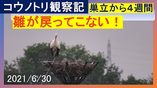 コウノトリ親離れ直前　父親ひかる・ヒナ2羽の記録