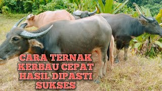 CARA TERNAK KERBAU CEPAT HASIL UNTUK PEMULA