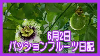 【パッションフルーツ】花が1つ咲いた。開花合計23個　6月2日