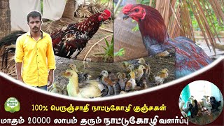 60 தாய்கோழி மாதம் 200 நாட்டுக்கோழி குஞ்சுகள் நேரடி விற்பனை | Musuri Arun Kumar Chicken Farm