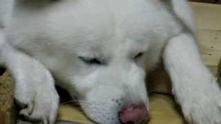 【秋田犬げんき】雨音が怖くてなかなか眠れません【akita dog】