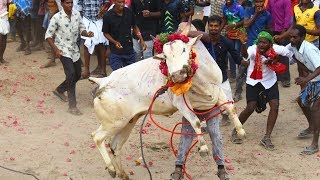 Karungulam jallikattu 2020,Highlights