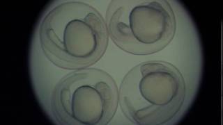 Zebrafish embryo development - 24 hours in 46 seconds