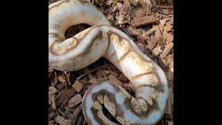 Calibee Enchi