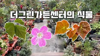 3달만에 방문한 더그린가든센터 [식물이름,가격정보]