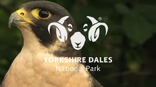 Wildlife Conservation in the Yorkshire Dales - Peregrine falcons