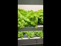 dutch asparagus lettuce plant grow machine