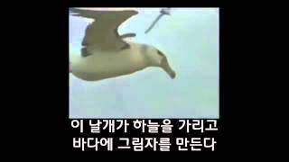 바보새   알바트로스 Albatros