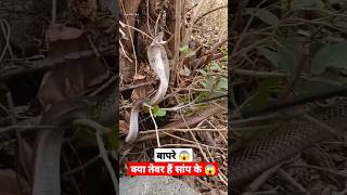 बापरे क्या तेवर हैं सांप के 😱 cobra rescue #shorts