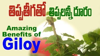 Amazing Health Benefits of Giloy (Tinospora cordifolia-Amritavalli)