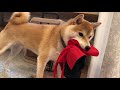 どろぼー！！柴犬こてつ君の目つきと忍び足！！