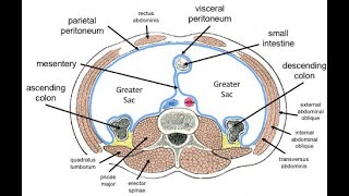 The Peritoneum, Omentum, and Ligaments in less than 3 minutes