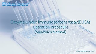 Enzyme Linked lmmunosorbent Assay (ELISA) Operation Procedure (Sandwich Method) - Elabscience