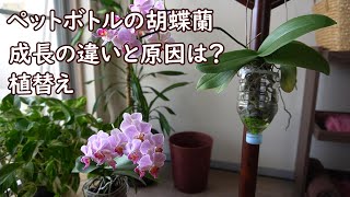 【胡蝶蘭】水栽培の胡蝶蘭、成長の違いとバークに植替え