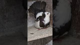 #2024 .160. Alföldi-Körösi keringők #pigeon #bestpigeon #birds #galamb,Koros. Köröser Tumbler Pigeon