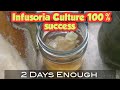 Infusoria Culture 100% result in 2 days