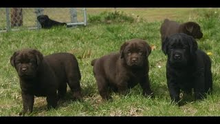 Should I Microchip My Dog?