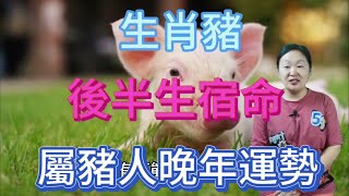 生肖豬！後半生宿命！屬豬人晚年運勢！冥冥之中天命已定！躲不過大富大貴！