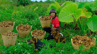 Harvest Taro Goes To Market Sell, Cooking Taro Soup With Pork Bones, Caring For Snake Gourd Plants.